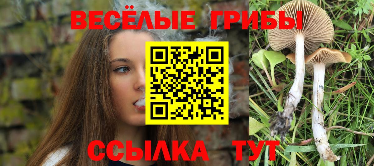 Галлюциногенные грибы Psilocybine cubensis Новомосковск